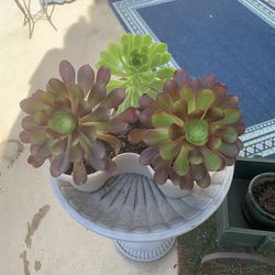 3 Succulents In A Unique Planter