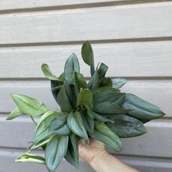 6” scindapsus moonlight