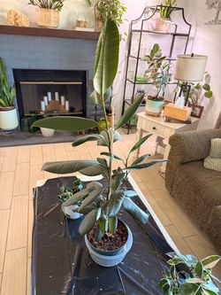 Rubber plant