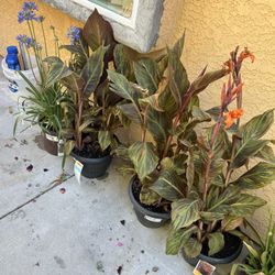 Different Varieties Of Plant as