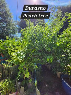 Peach tree