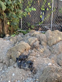 Free SOIL/DIRT mixture.