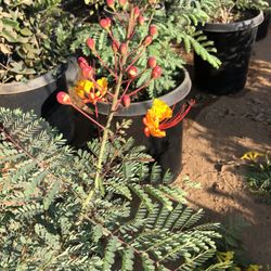 Mexican Bird Of paradise 15gal