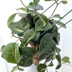 Hoya Obovata Inner Variegated Plant 6" Pot - Indoor House Plants 