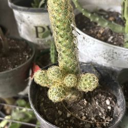 Cactus