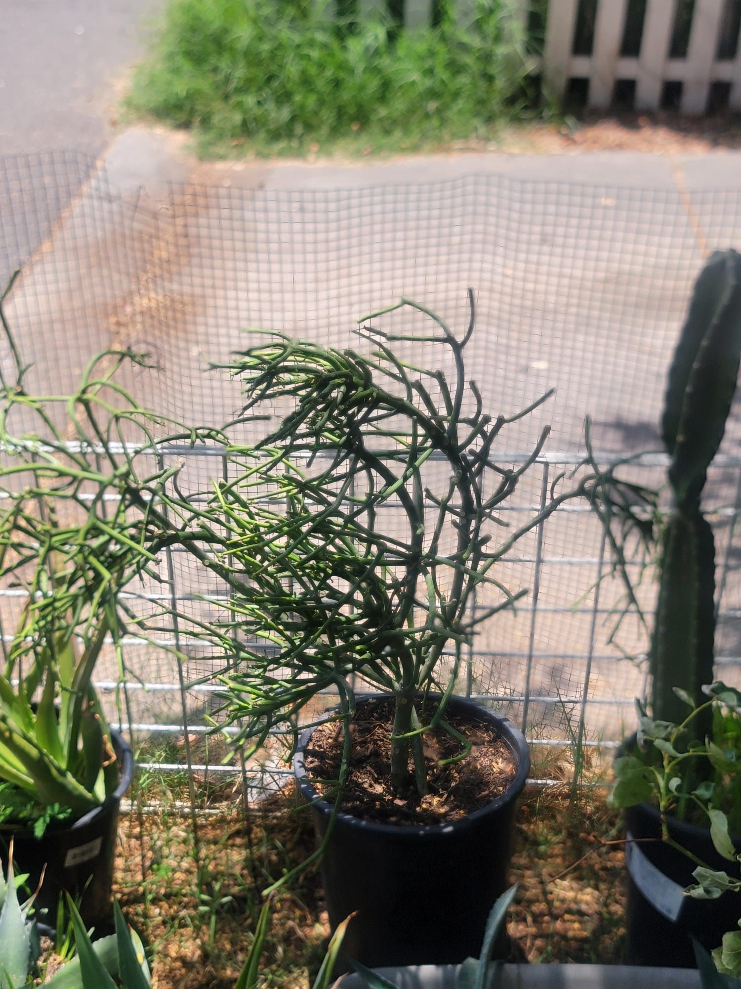 Milkbush Pencil Tree Cactus