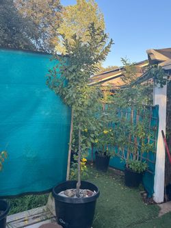 (2) 20 gallon satsuma plum trees