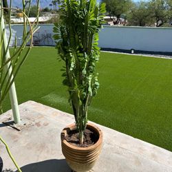 African Milk Tree 4 Ft Tall