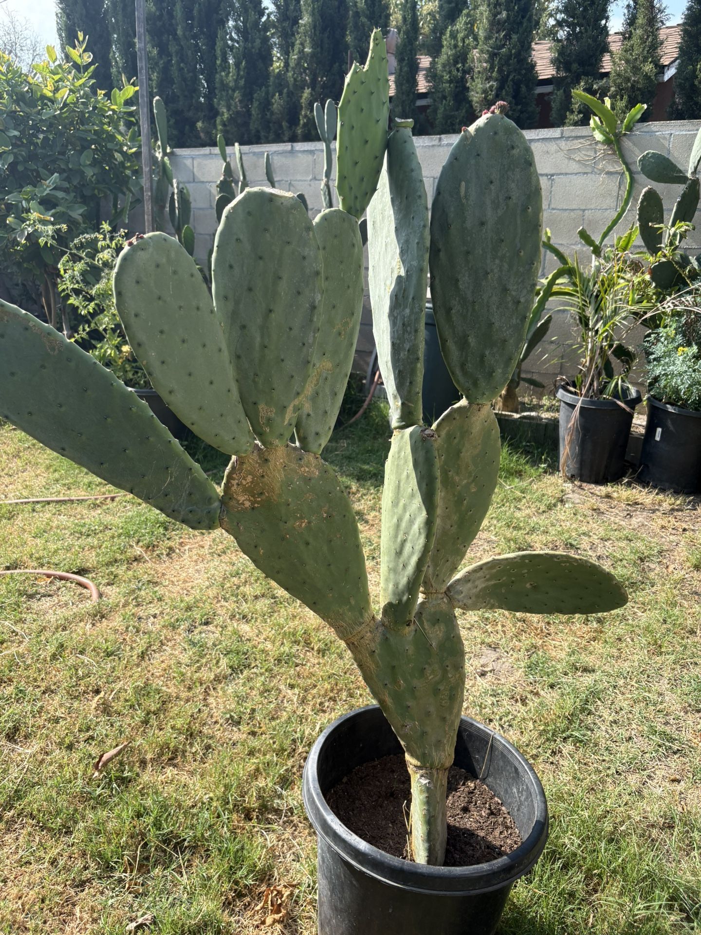 Large Cactus Plant 