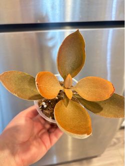 Rare Crassula / money tree