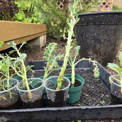 Broccoli and Cauliflower, $1.50 for 9 Oz cup. 6 broccoli and 1 cauliflower available.