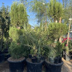 Pine Tree 250 Each 24 Gallon Each 