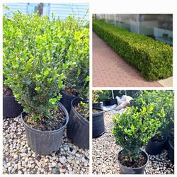 Boxwood (3 Gal.)