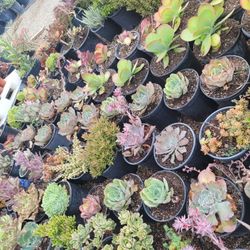 Echeverias & Succulent 