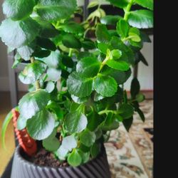 Large Beautiful House Plant