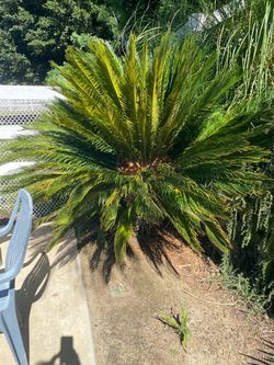 Saga Palms