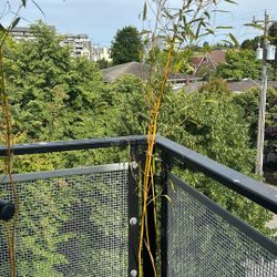 Bamboo