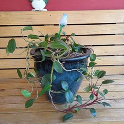 LOVELY PLANT😍 