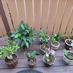 Plants For Sell
