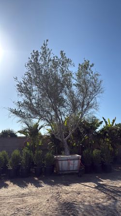 Olive Trees, 48 Inch Boxes