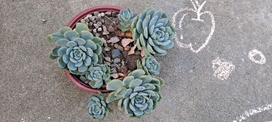 succulent plants