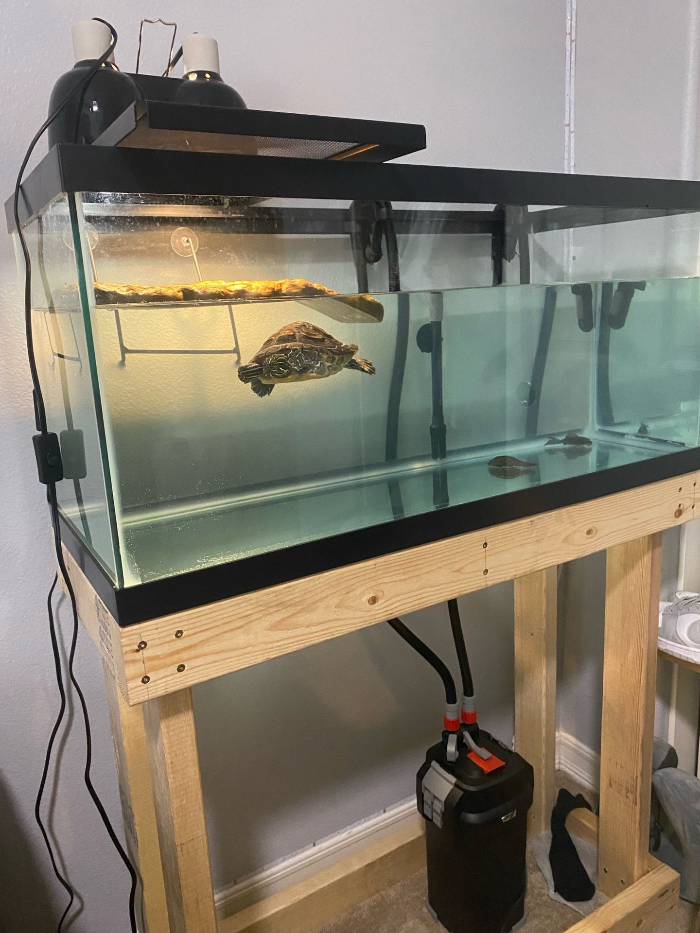 40 Gallon Turtle Tank