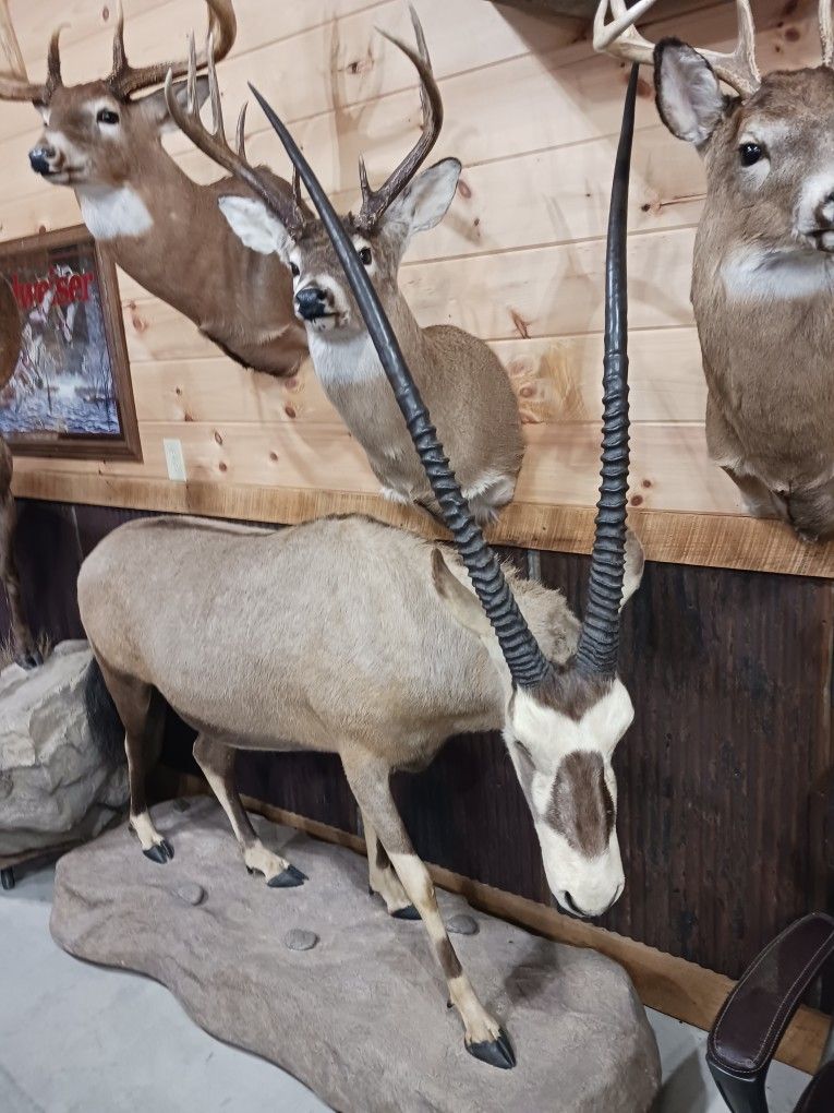 Several Taxidermy For Sale