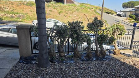Mature Jade Tree
