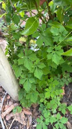 Cumdeamor plant leaves