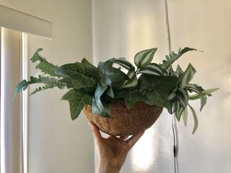 Cute wall / hanging plant