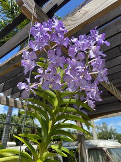 Blooming Vanda orchid