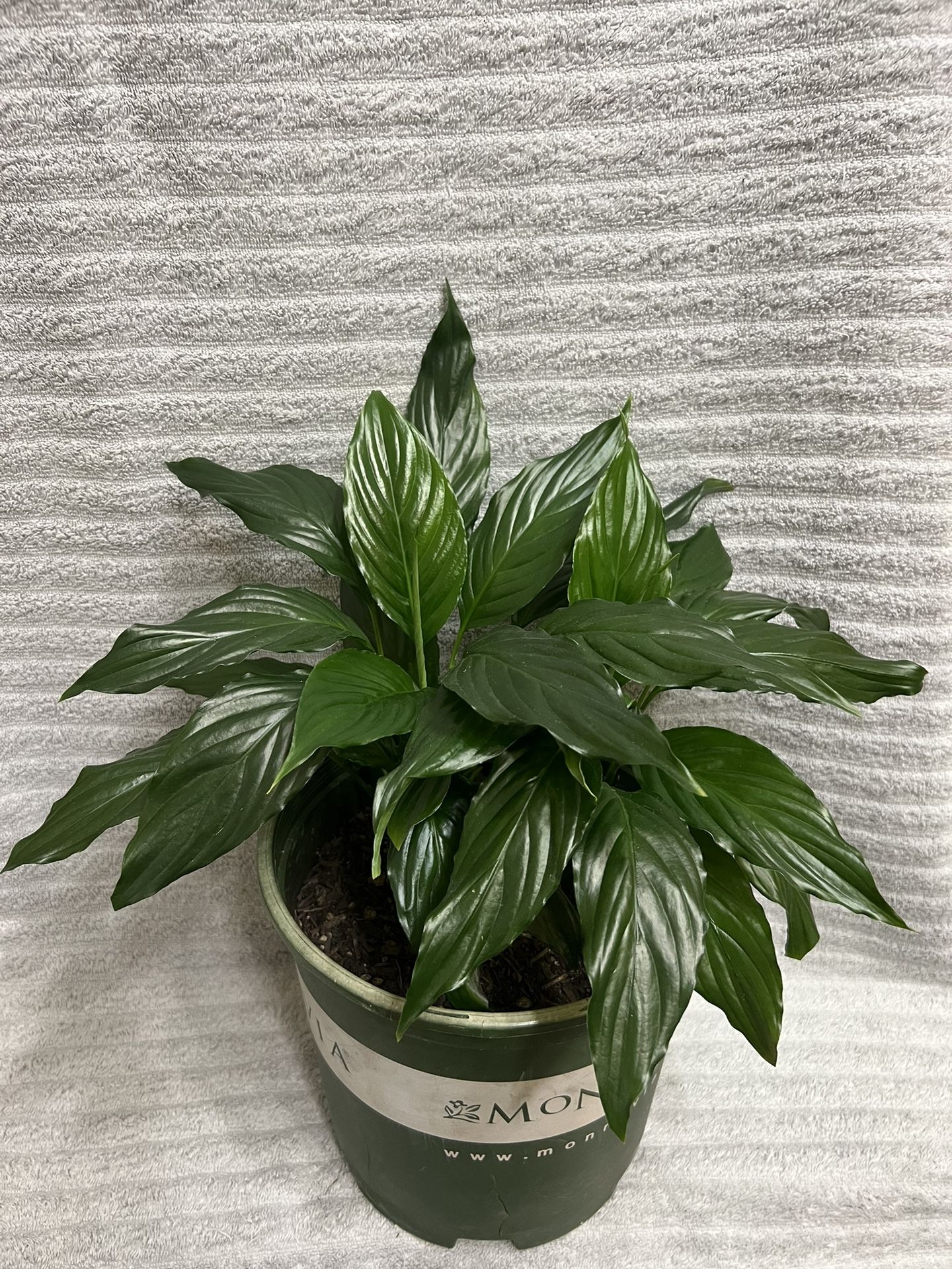 Spathiphyllum Live Plant