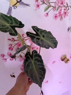 Alocasia seeds