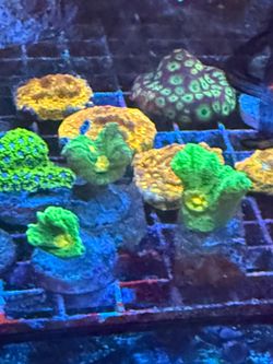 Fake Coral decoraciones