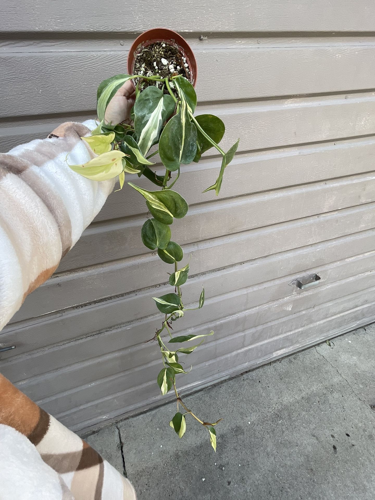 4 Long Philodendron Silver Stripe