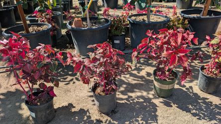 Bloodleaf