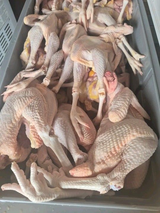 Les Tenemos Gallinas Frescas De Rancho