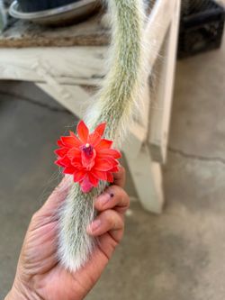 Fully rooted Monkey Tails in a pot
