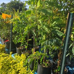 bilimbe trees