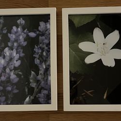 Impressionist Style Photographs Of Wildflowers In Montana