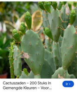 Cactuszaden