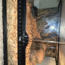 reptile enclosure with surprise