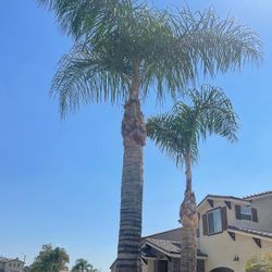 Palms / Trimming / Trees / Bushes
