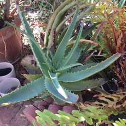 Agaves And Other Succulents Drought Tolerant 