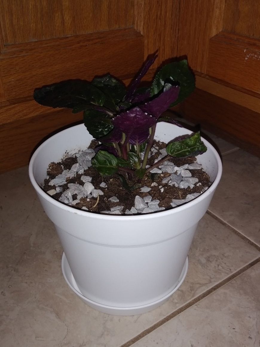 Purple house plant