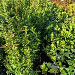 Dwarf Ixora Privacy Hedge Plants 🌿 3gl $6