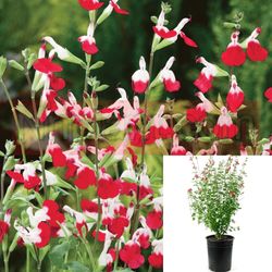 Hot Lips Salvia Perennial Plants 