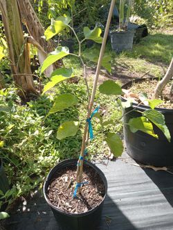 King Shatoot Mulberry Tree Grafted 