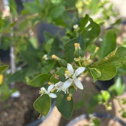 Fruiting Bearss Lime Tree 15 Gallon 