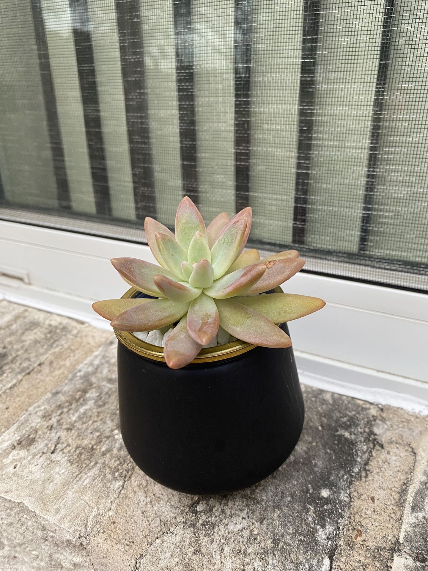 Succulent Plant With Modern Pot